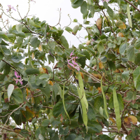 Bauhinia purpurea (Bauhinia, Arbre à orchidées)
