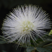 calliandra_haematocephala_alba2md (Calliandra haematocephala)