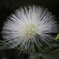 calliandra_haematocephala_alba2md