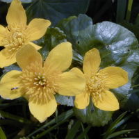 caltha_palustris3md