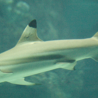 Carcharhinus melanopterus (Requin pointe noire de récif)
