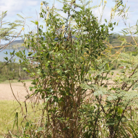 Crotalaria pallida (Crotalaire)