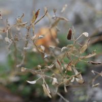 draba_subnivalis2bd