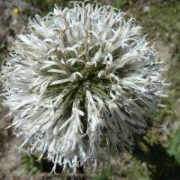 echinops_sphaerocephalus3gv