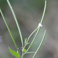 epilobium_montanum2md