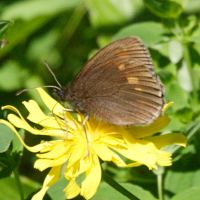 erebia_manto6md