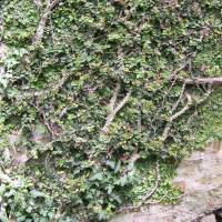 Ficus pumila (Figuier nain, Figuier rampant)