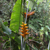 heliconia_caribaea9md