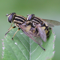 helophilus_pendulus6bd