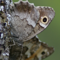 Hipparchia statilinus (Faune)