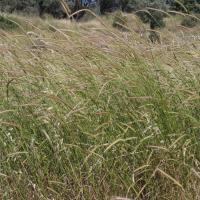 hordeum_bulbosum3md