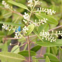 laguncularia_racemosa2md