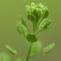 lepidium_ruderale3md
