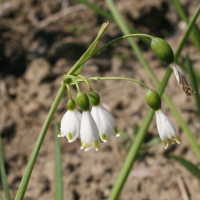 leucoium_aestivum2md