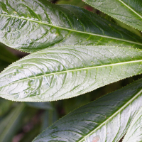 lobelia_conglobata2md