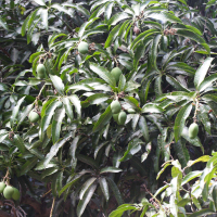 mangifera_indica2md