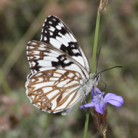 melanargia_occitanica2bd