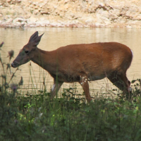 odocoileus_virginianus5md