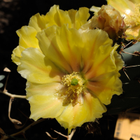 opuntia_phaeacantha2md