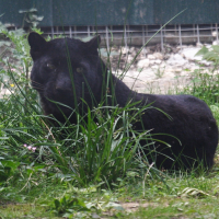 panthera_pardus_noire2md