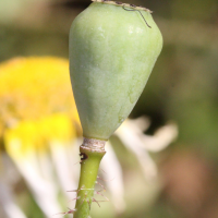 papaver_dubium5md