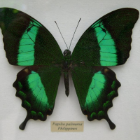 papilio_palinurus2fca