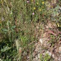 petrorhagia_dubia5bd