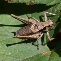 pholidoptera_griseoaptera5bd (Pholidoptera griseoaptera)