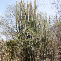 Pilosocereus royeni (Cactus cierge)