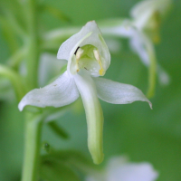 platanthera_chlorantha2bd (Platanthera chlorantha)