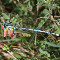 platycnemis_pennipes4bbd