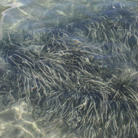 posidonia_oceanica8bd (Posidonia oceanica)