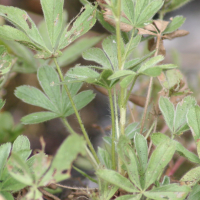 potentilla_caulescens3md