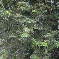 Pterocarpus indicus (Ptérocarpe d'Inde, Amboine, Bois de rose de Birmanie)