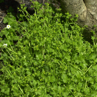Ranunculus parviflorus (Renoncule à petite fleurs)