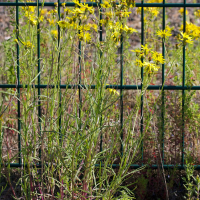 senecio_inaequidens7md
