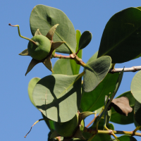sonneratia_alba6md (Sonneratia alba)