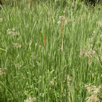 Typha domingensis (Massette australe)