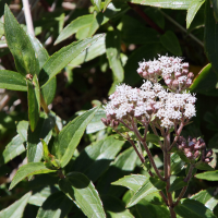 ageratina_anisochroma4md