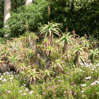 aloe_arborescens3md (Aloe arborescens)