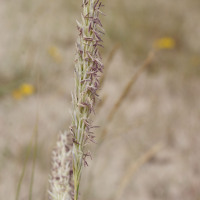 Ammophila arenaria (Oyat)