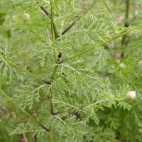 anacyclus_pyrethrum3md (Anacyclus pyrethrum)