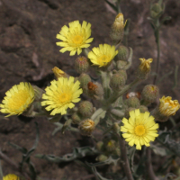 andryala_integrifolia2md (Andryala integrifolia)