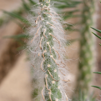 Austrocylindropuntia_vestita (Austrocylindropuntia vestita)