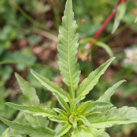 bidens_radiata3md (Bidens radiata)