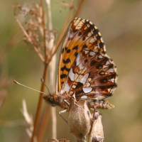 boloria_pales2bd (Boloria pales)