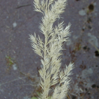 calamagrostis_epigeios2bmd (Calamagrostis epigeios)