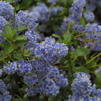 ceanothus_thyrsiflorus_repens2md (Ceanothus thyrsiflorus var. repens)