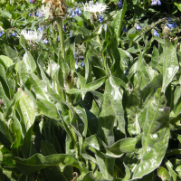 centaurea_fischeri2md (Centaurea fischeri)