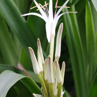 Crinum mauritianum (Crinum)